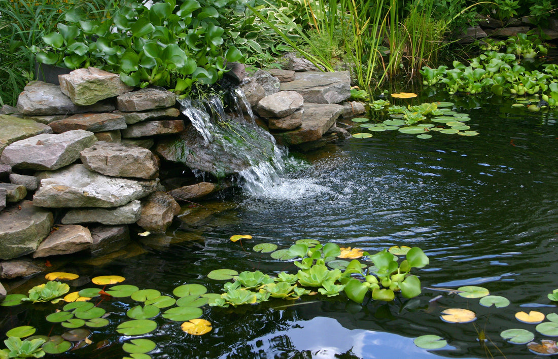 10 Tipps für den perfekten Gartenteich – So wird dein Wasserparadies zum Blickfang