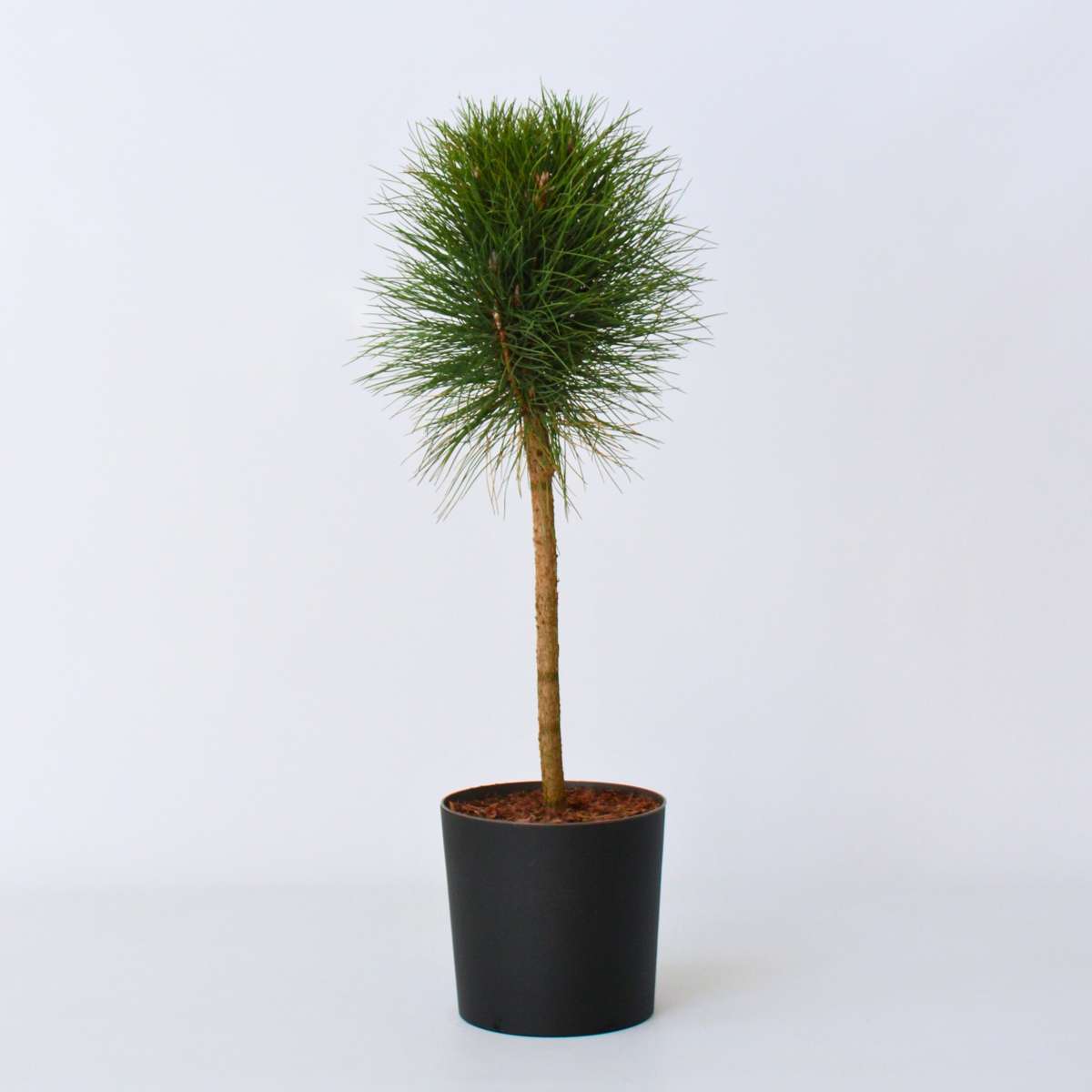 Florastore Pinie - Pinus 'Summer Breeze' - Höhe 70-80Cm - ⌀24Cm