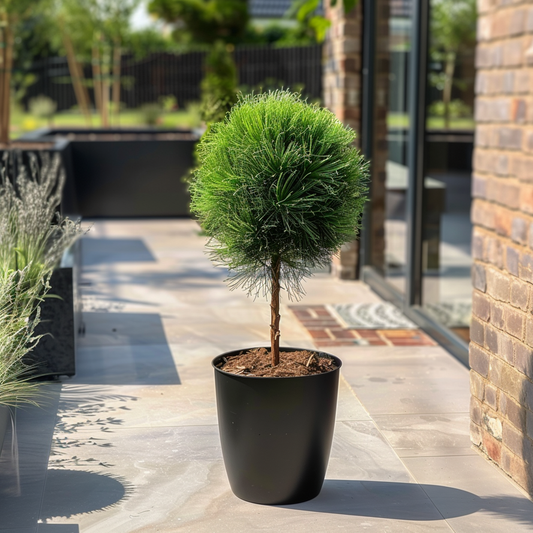 Florastore Pinie - Pinus 'Summer Breeze' - Höhe 70-80Cm - ⌀24Cm