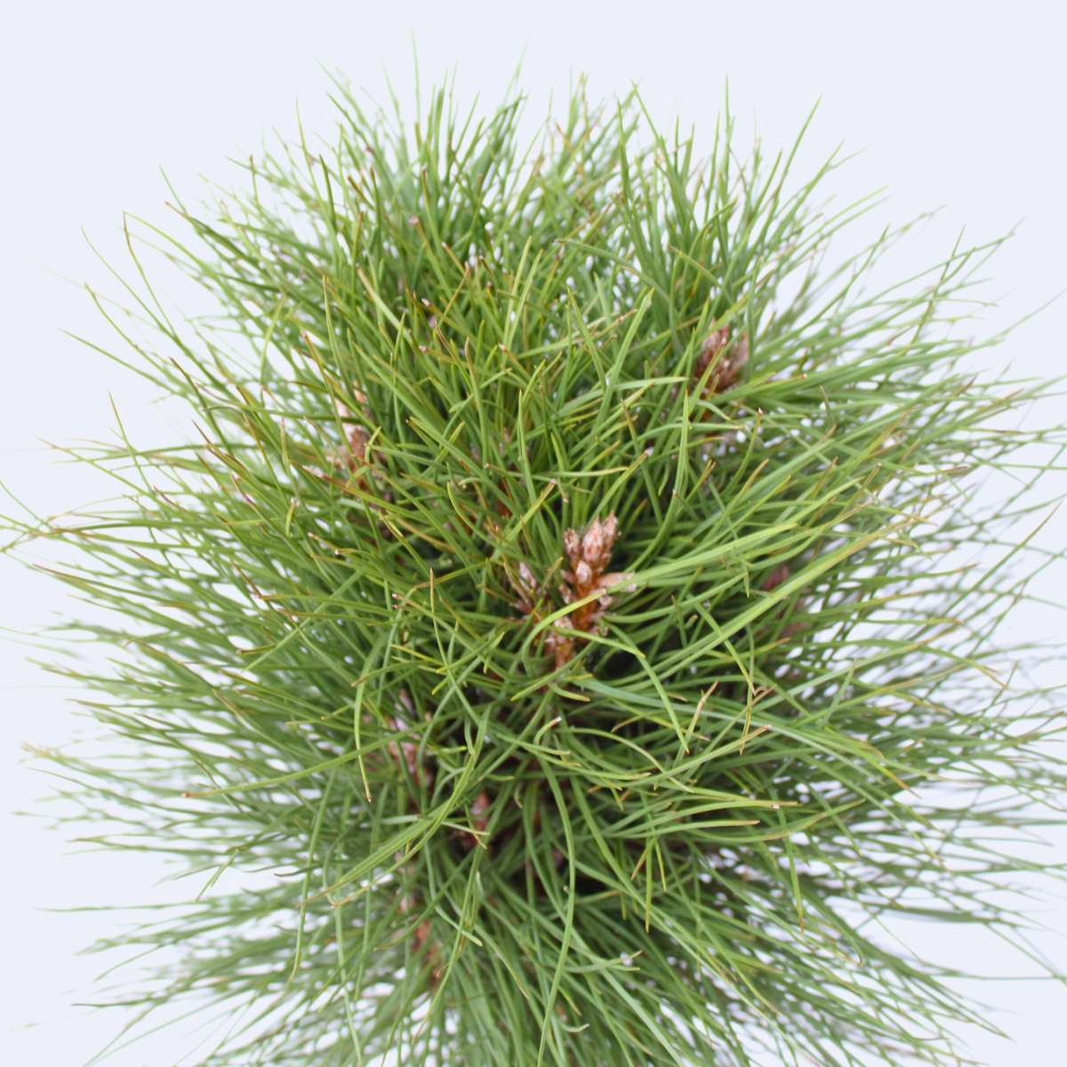 Florastore Pinie - Pinus 'Summer Breeze' - Höhe 70-80Cm - ⌀24Cm