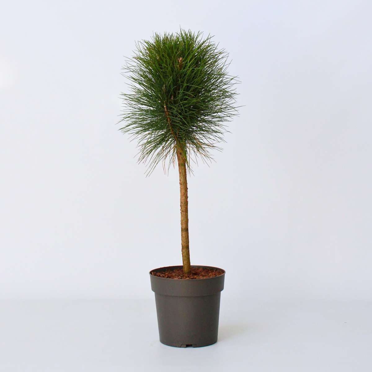 Florastore Pinie - Pinus 'Summer Breeze' - Höhe 70-80Cm - ⌀24Cm