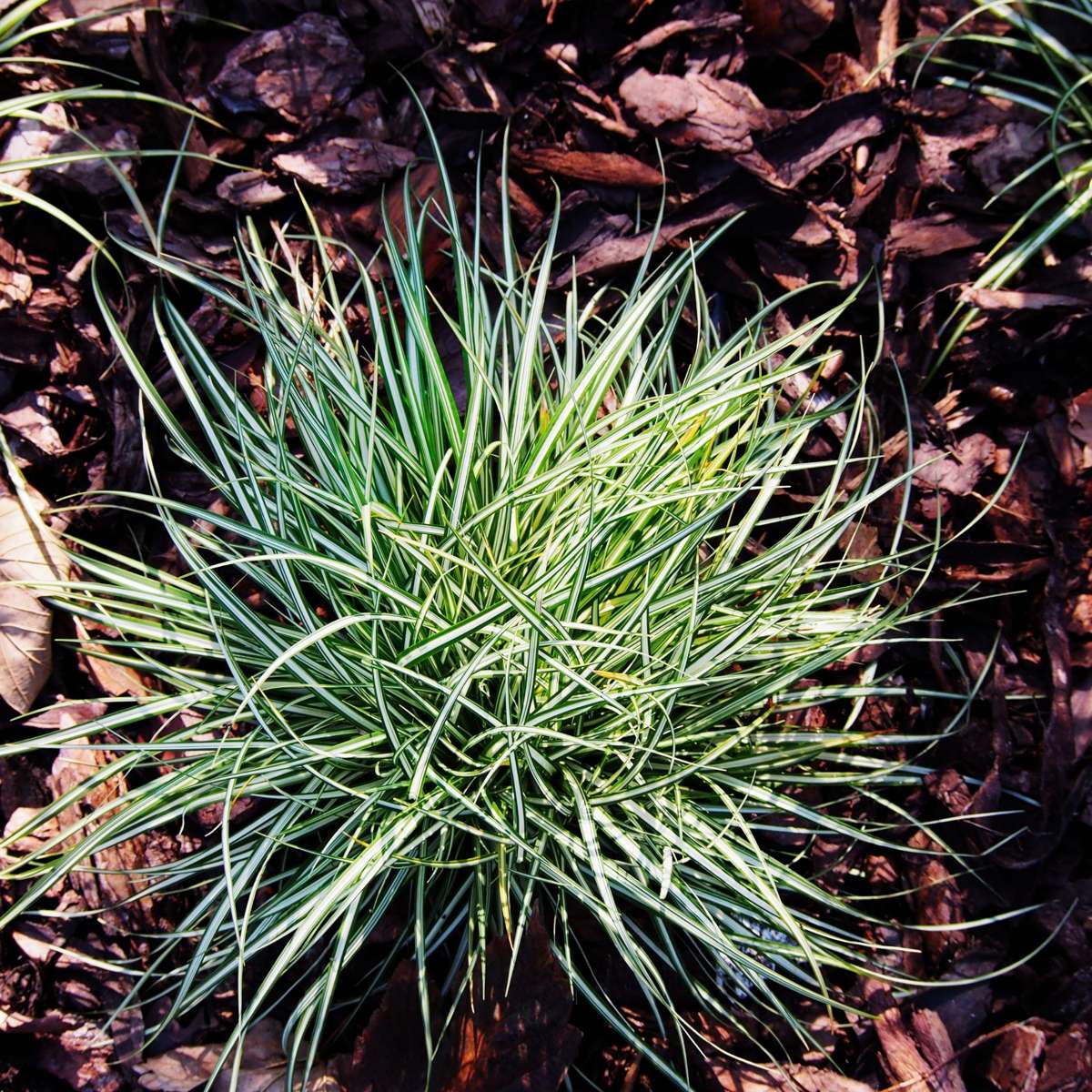 Florastore Neuseeland-Segge - 6 Stk - Carex 'Amazon Mist' - Höhe 15-25Cm - ⌀11Cm