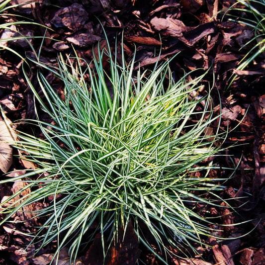 Florastore Neuseeland-Segge - 6 Stk - Carex 'Amazon Mist' - Höhe 15-25Cm - ⌀11Cm