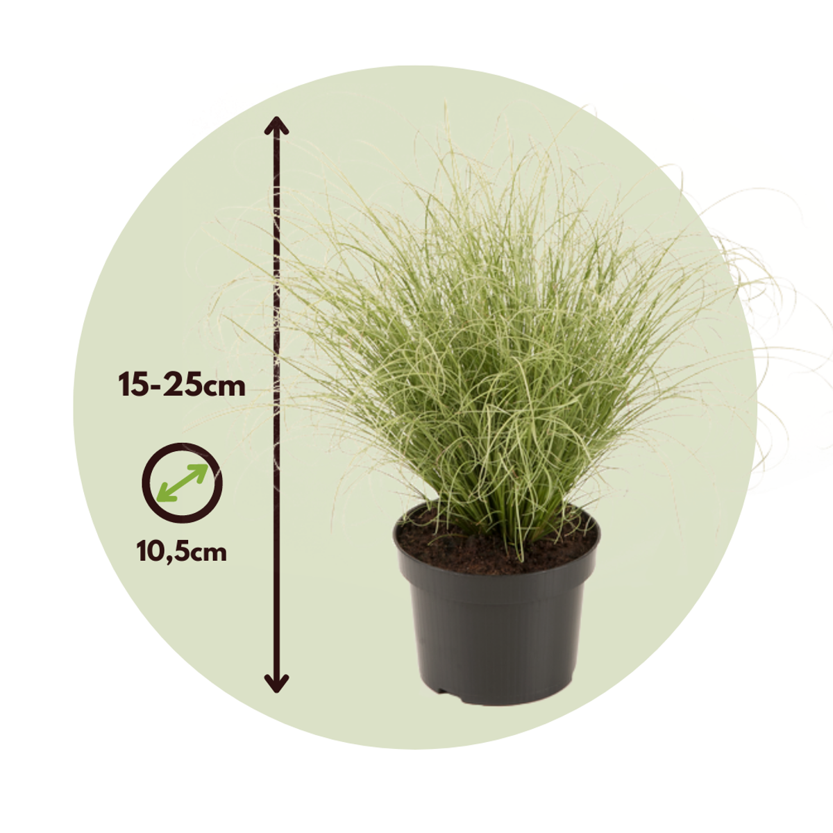 Florastore Neuseeland-Segge - 6 Stk - Carex 'Amazon Mist' - Höhe 15-25Cm - ⌀11Cm