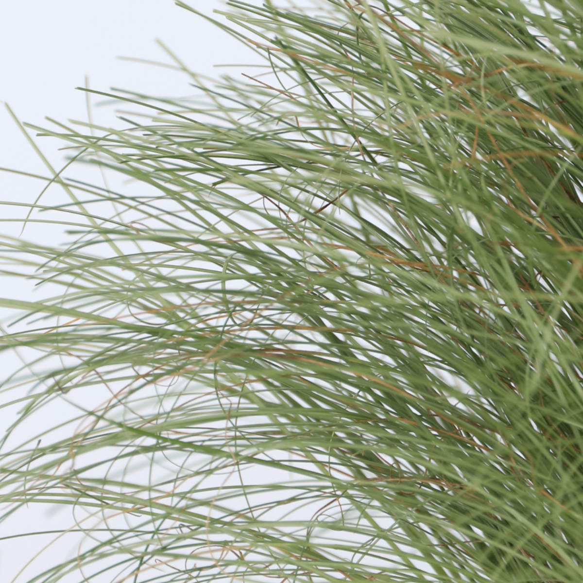 Florastore Neuseeland-Segge - 6 Stk - Carex 'Amazon Mist' - Höhe 15-25Cm - ⌀11Cm