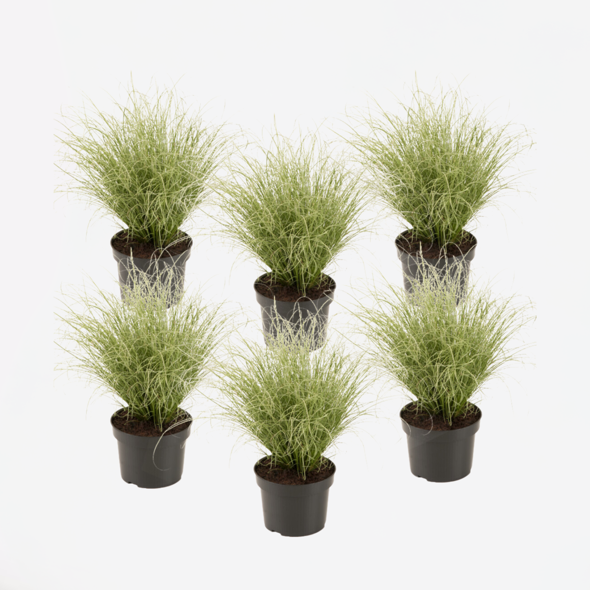 Florastore Neuseeland-Segge - 6 Stk - Carex 'Amazon Mist' - Höhe 15-25Cm - ⌀11Cm