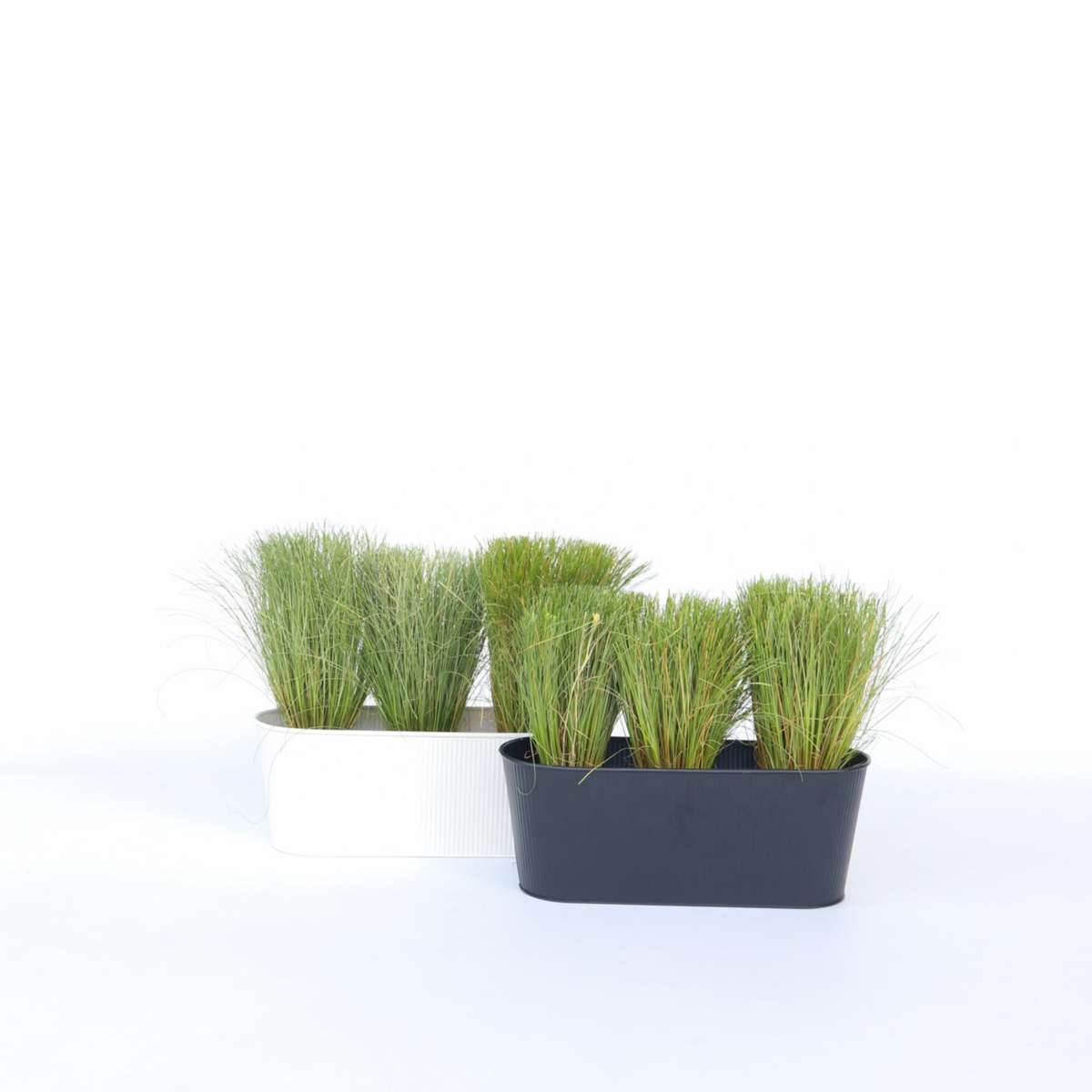 Florastore Neuseeland-Segge - 6 Stk - Carex 'Amazon Mist' - Höhe 15-25Cm - ⌀11Cm