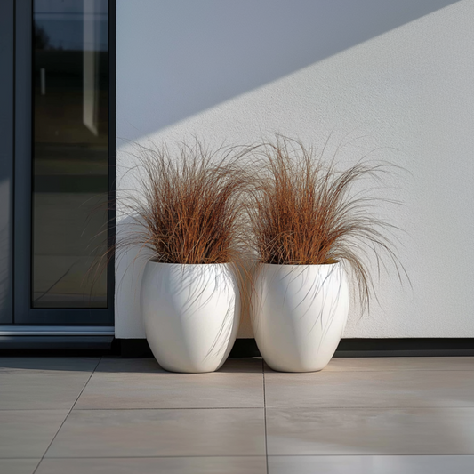 Florastore Neuseeland-Segge - 6 Stk - Carex 'Amazon Mist' - Höhe 15-25Cm - ⌀11Cm