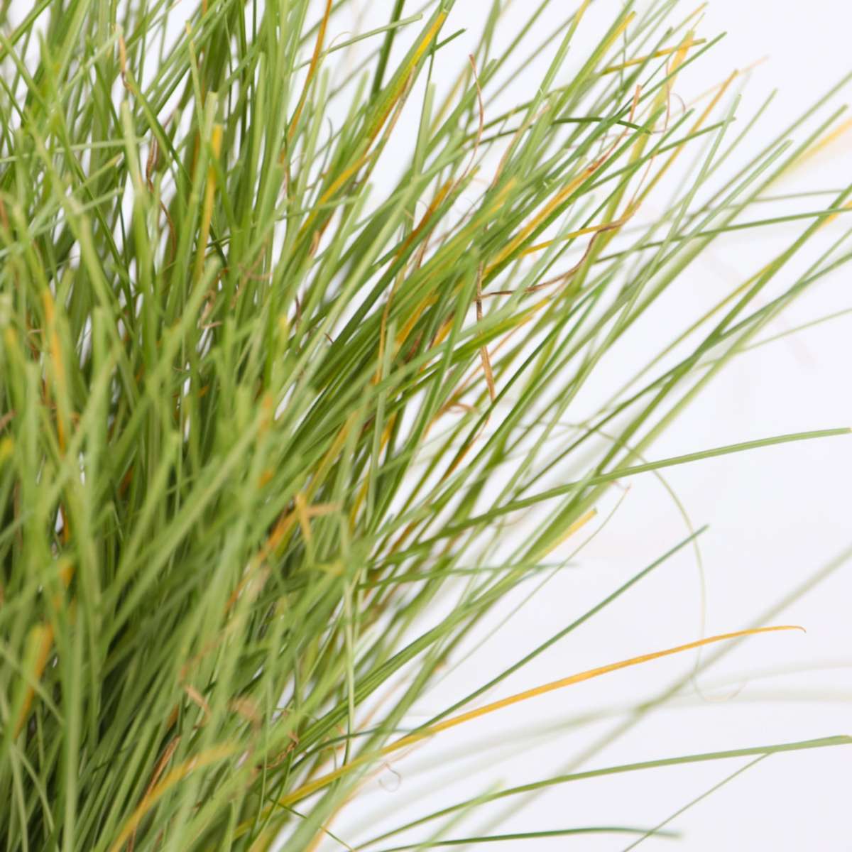 Florastore Neuseeland-Segge - 6 Stk - Carex 'Amazon Mist' - Höhe 15-25Cm - ⌀11Cm