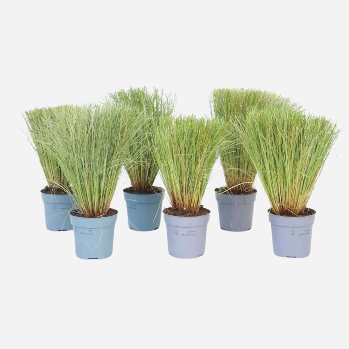 Florastore Neuseeland-Segge - 6 Stk - Carex 'Amazon Mist' - Höhe 15-25Cm - ⌀11Cm