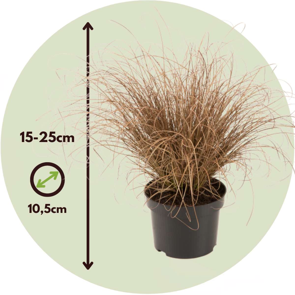 Florastore Ziergras-Set - 6 Stk - Stipa, Festuca, Carex - Höhe 15-25Cm - ⌀11Cm