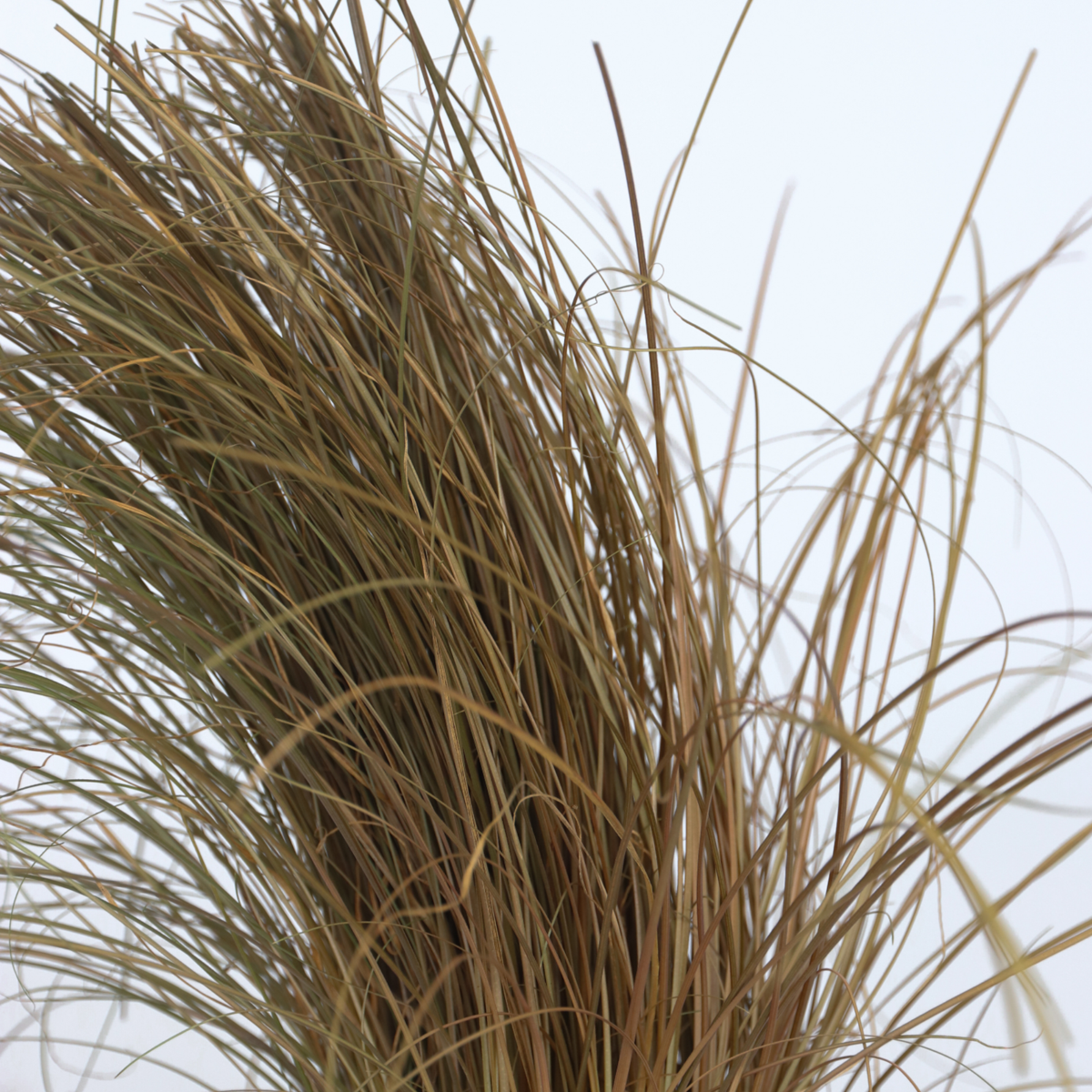 Florastore Ziergras-Set - 6 Stk - Stipa, Festuca, Carex - Höhe 15-25Cm - ⌀11Cm
