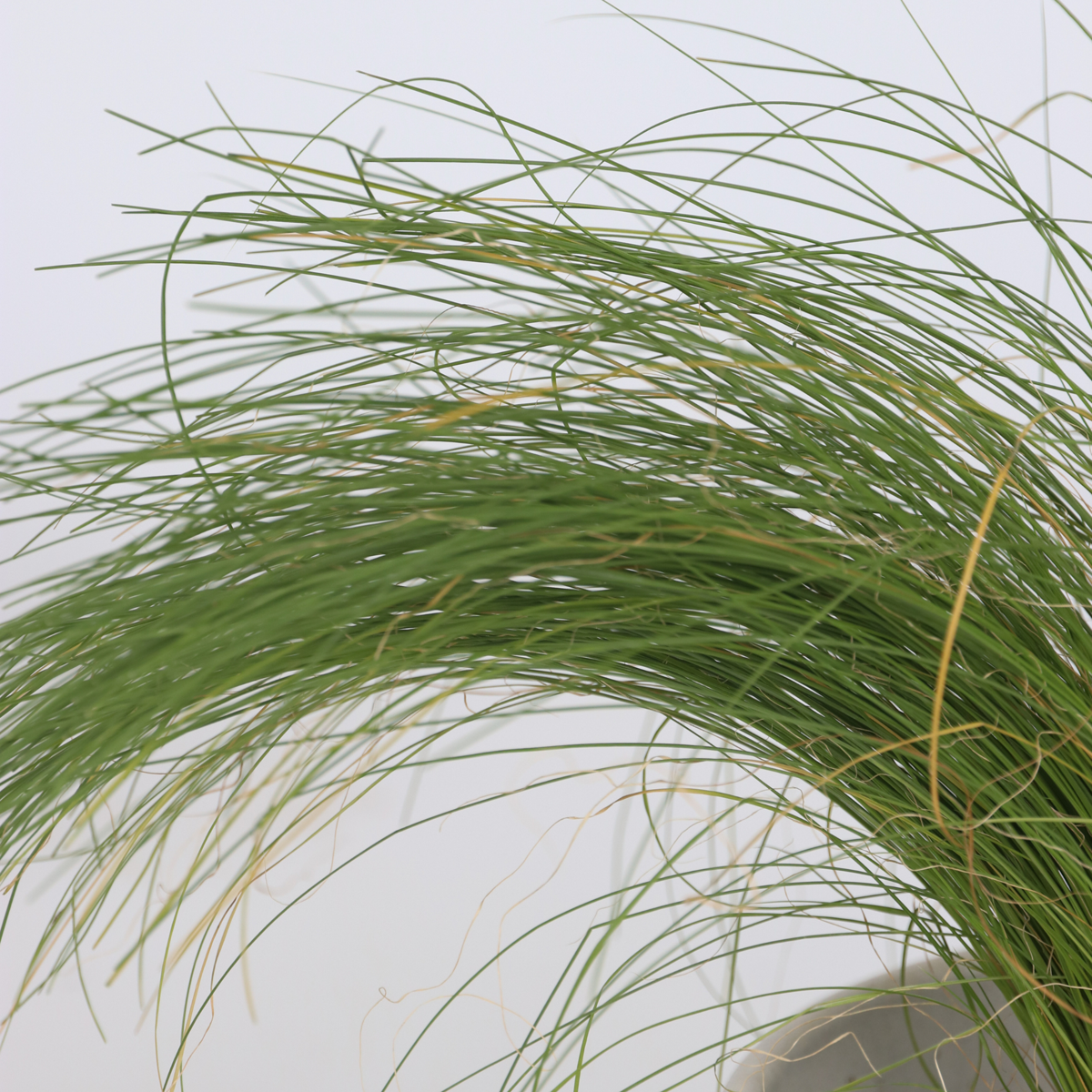 Florastore Ziergras-Set - 6 Stk - Stipa, Festuca, Carex - Höhe 15-25Cm - ⌀11Cm
