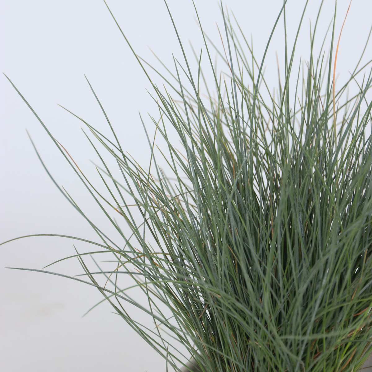Florastore Ziergras-Set - 6 Stk - Stipa, Festuca, Carex - Höhe 15-25Cm - ⌀11Cm