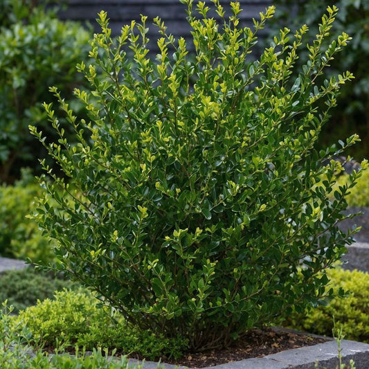 Florastore Japanische Stechpalme - 12 Stk - Ilex Crenata 'Jenny' - Höhe 10-20Cm - ⌀9Cm