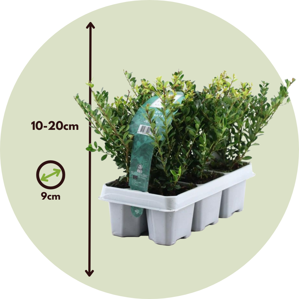 Florastore Japanische Stechpalme - 12 Stk - Ilex Crenata 'Jenny' - Höhe 10-20Cm - ⌀9Cm