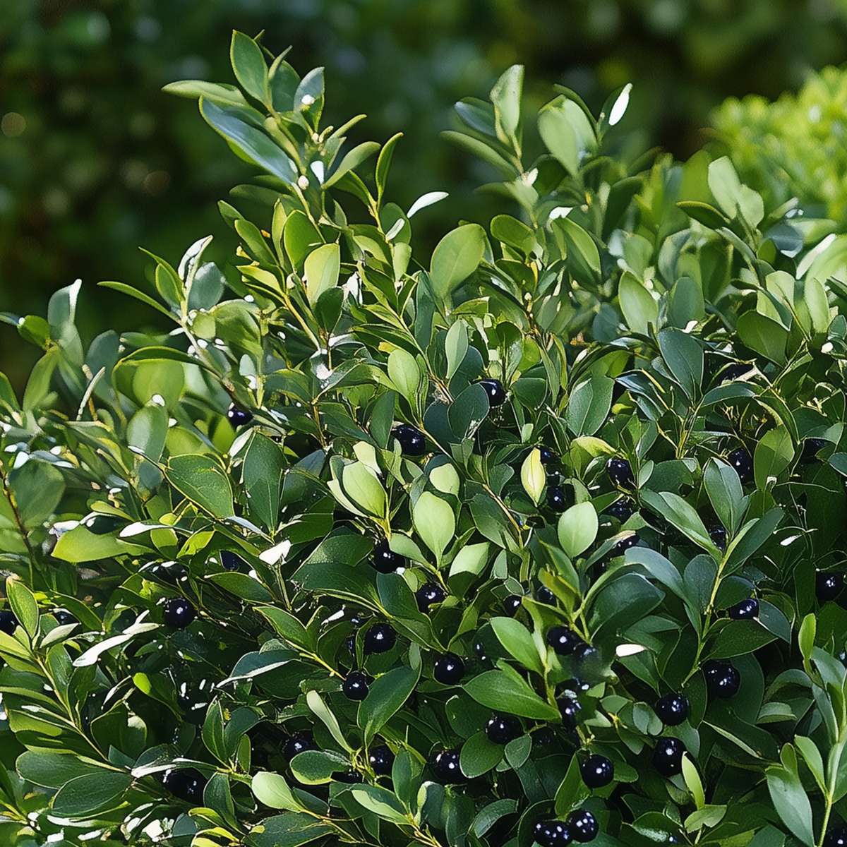 Florastore Japanische Stechpalme - 12 Stk - Ilex Crenata 'Jenny' - Höhe 10-20Cm - ⌀9Cm