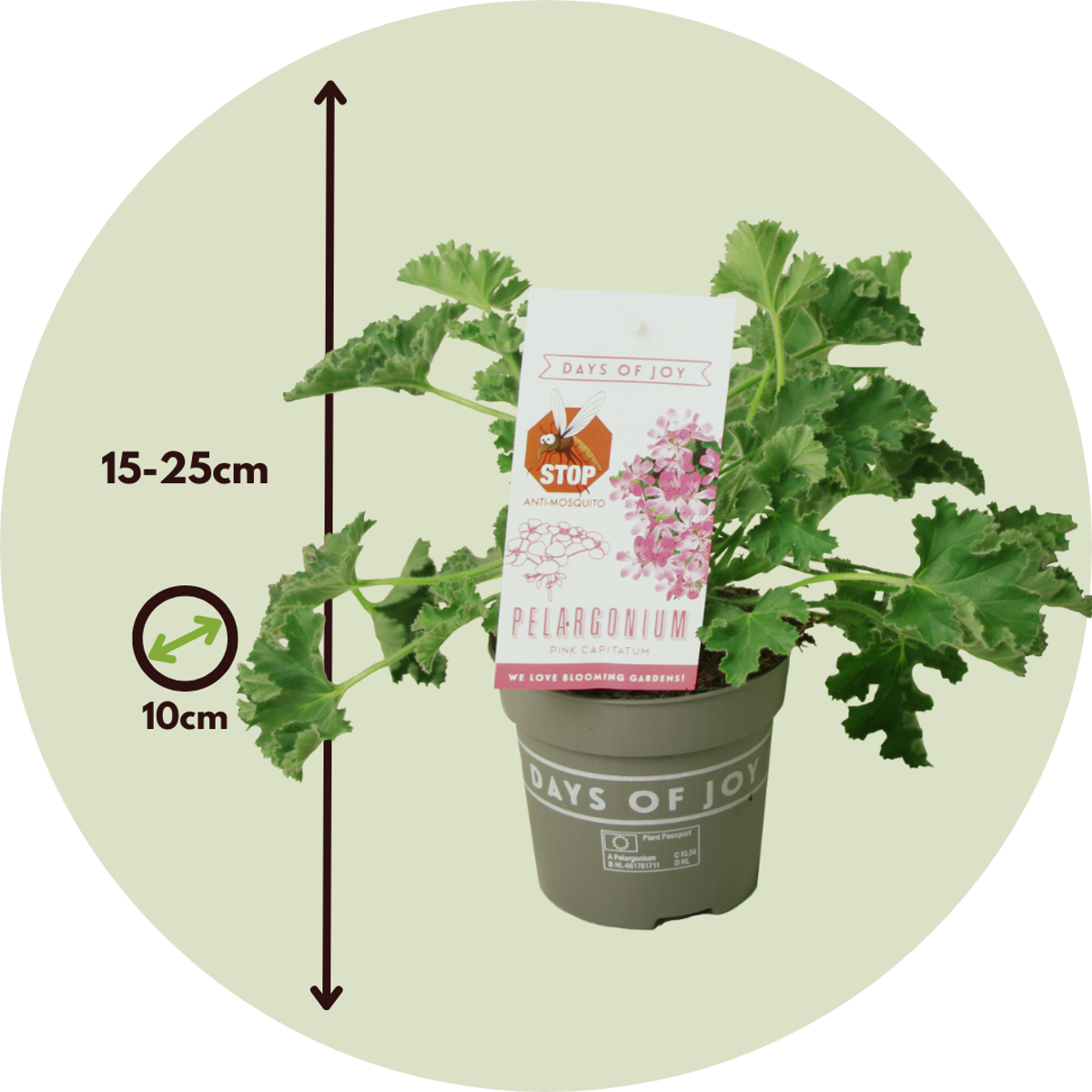 Florastore Anti-Moskito-Pflanze - 3 Stk - Pelargonium Pink Capitatum - Höhe 15-25Cm - ⌀10Cm