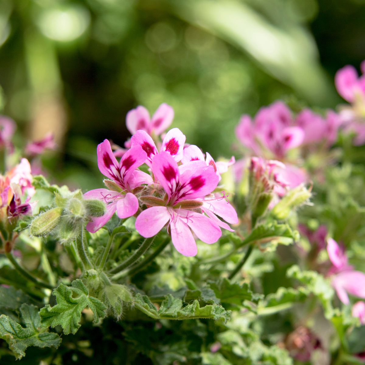 Florastore Anti-Moskito-Pflanze - 3 Stk - Pelargonium Pink Capitatum - Höhe 15-25Cm - ⌀10Cm