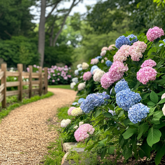 Florastore Hortensie - 6 Stk - Hydrangea Macrophylla - Höhe 25-40Cm - ⌀11Cm