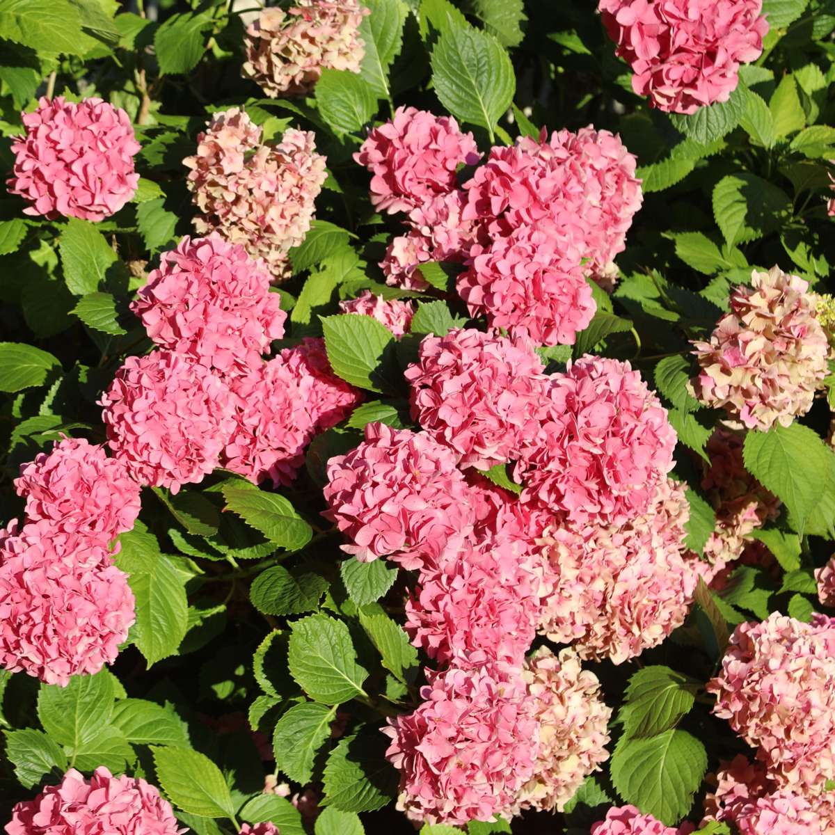 Florastore Hortensie - 6 Stk - Hydrangea Macrophylla - Höhe 25-40Cm - ⌀11Cm