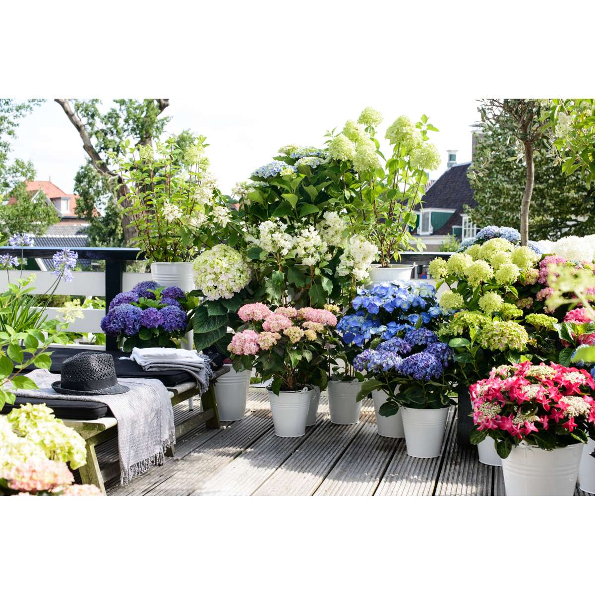 Florastore Hortensie - 6 Stk - Hydrangea Macrophylla - Höhe 25-40Cm - ⌀11Cm