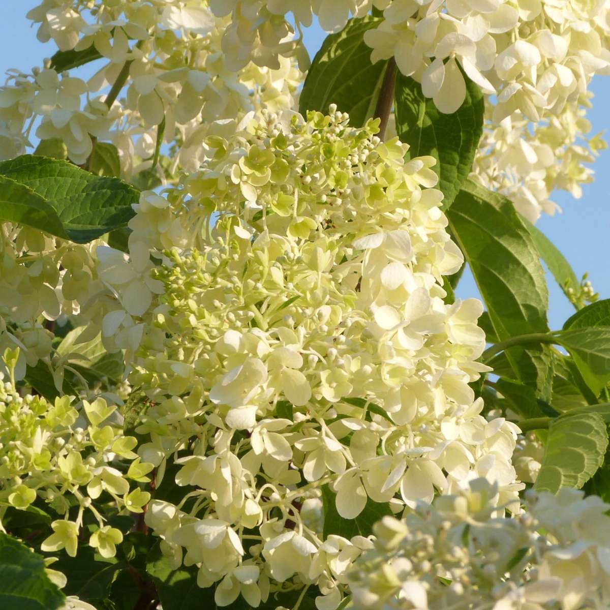 Florastore Hortensie - 6 Stk - Hydrangea Macrophylla - Höhe 25-40Cm - ⌀11Cm