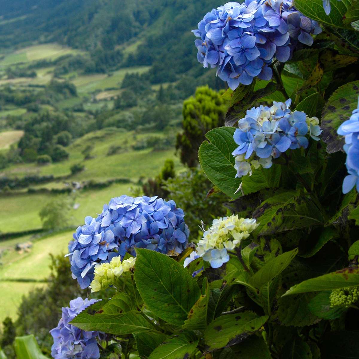 Florastore Hortensie - 6 Stk - Hydrangea Macrophylla - Höhe 25-40Cm - ⌀11Cm