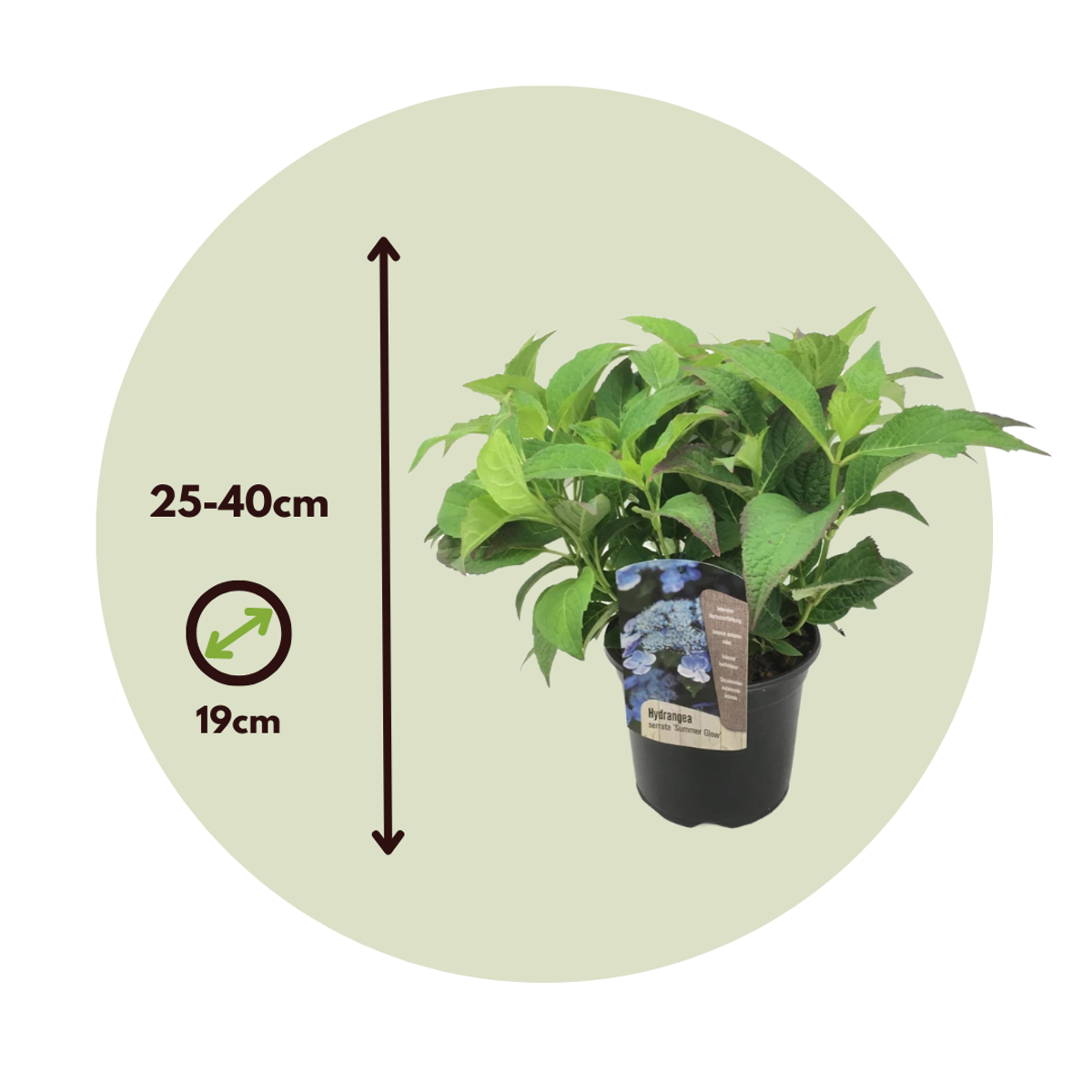 Florastore Hortensie - 4 Stk - Hydrangea Serrata 'Summerglow' - Höhe 25-40Cm - ⌀19Cm