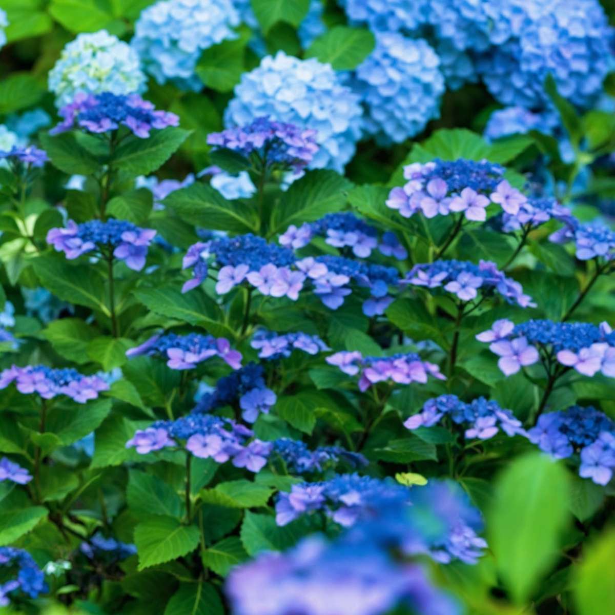 Florastore Hortensie - 4 Stk - Hydrangea Serrata 'Summerglow' - Höhe 25-40Cm - ⌀19Cm