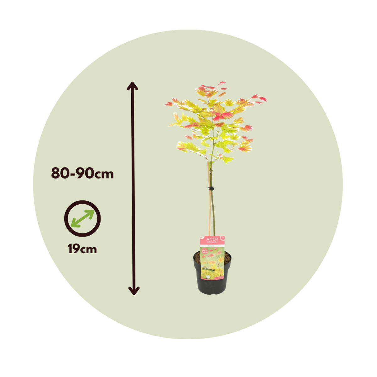 Florastore Japanischer Ahorn - Acer Palmatum 'Moonrise' - Höhe 80-90Cm - ⌀19Cm
