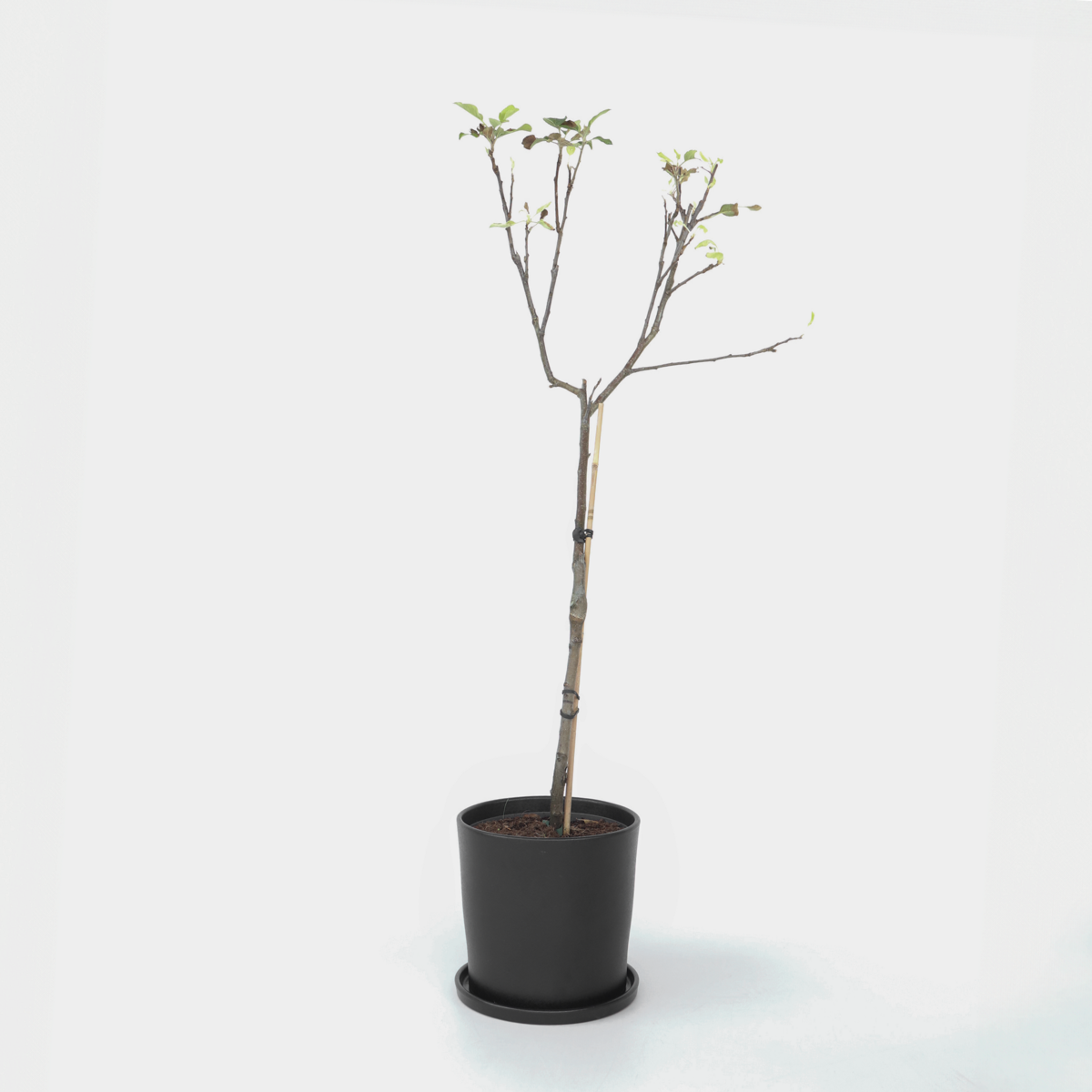 Florastore Apfelbaum - Malus Domestica 'Elstar' - Höhe 90-100Cm - ⌀21Cm