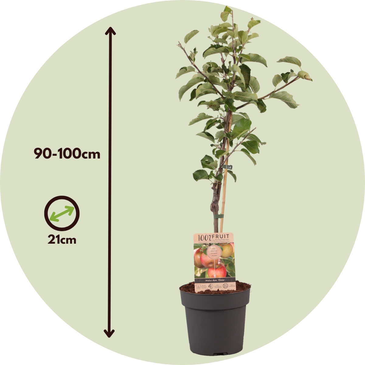 Florastore Apfelbaum - Malus Domestica 'Elstar' - Höhe 90-100Cm - ⌀21Cm