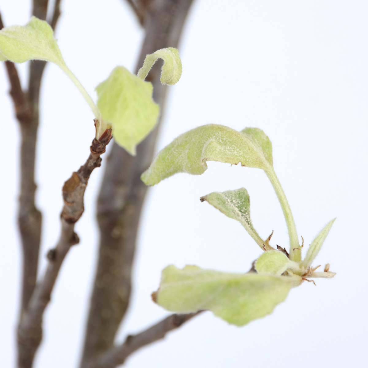 Florastore Apfelbaum - Malus Domestica 'Elstar' - Höhe 90-100Cm - ⌀21Cm