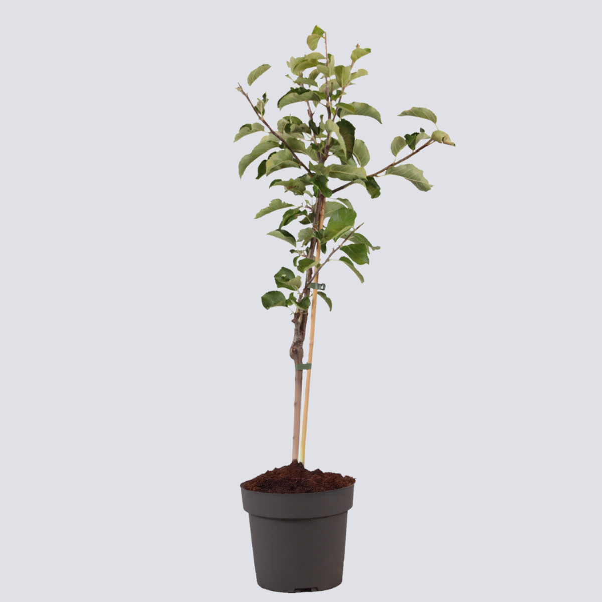 Florastore Apfelbaum - Malus Domestica 'Elstar' - Höhe 90-100Cm - ⌀21Cm