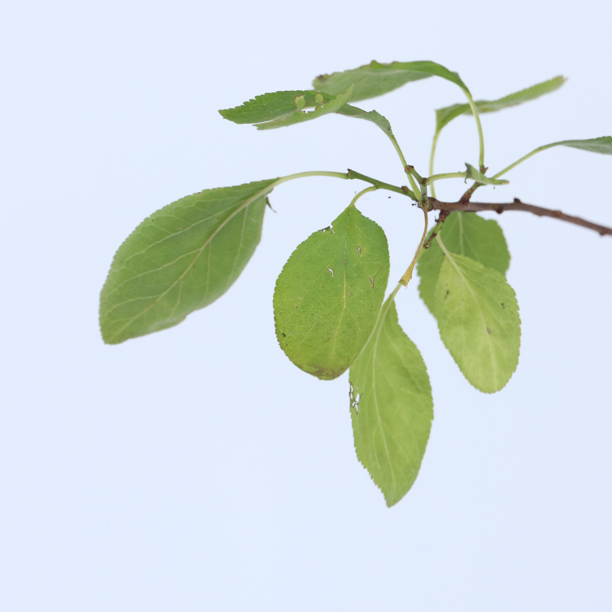 Florastore Pflaumenbaum - Prunus Domestica 'Opal' - Höhe 90-100Cm - ⌀21Cm