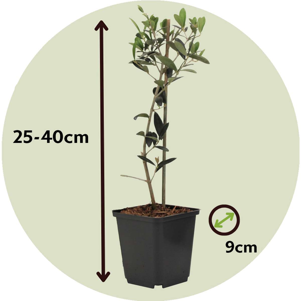 Florastore Olivenbaum - 2 Stk - Olea Europaea - Höhe 25-40Cm - ⌀9Cm