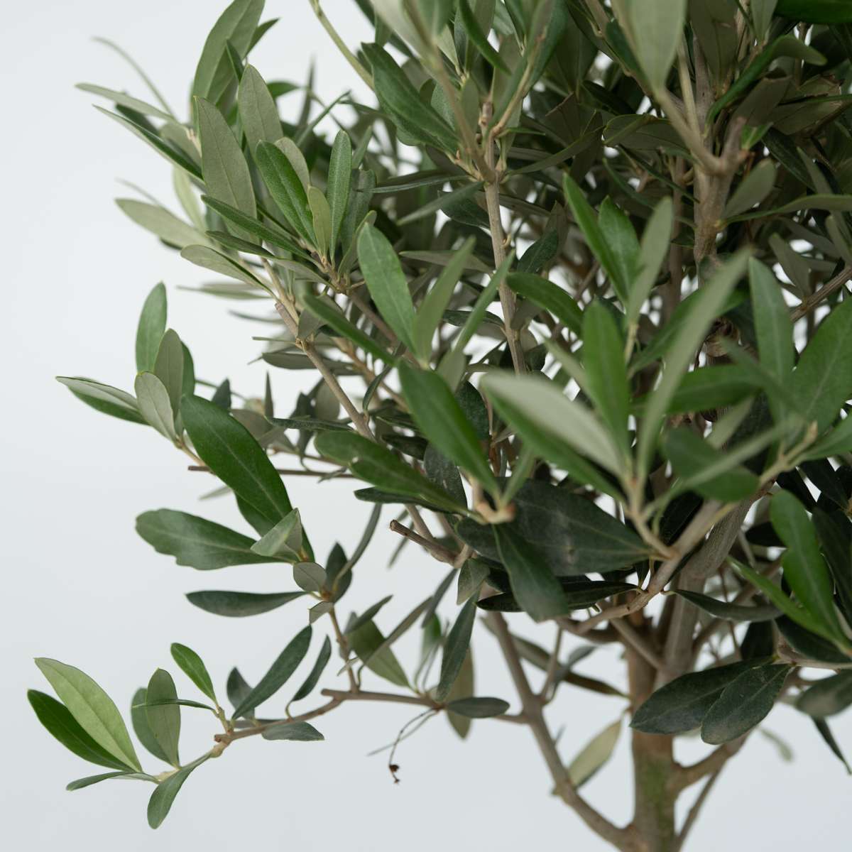 Florastore Olivenbaum - 2 Stk - Olea Europaea - Höhe 25-40Cm - ⌀9Cm