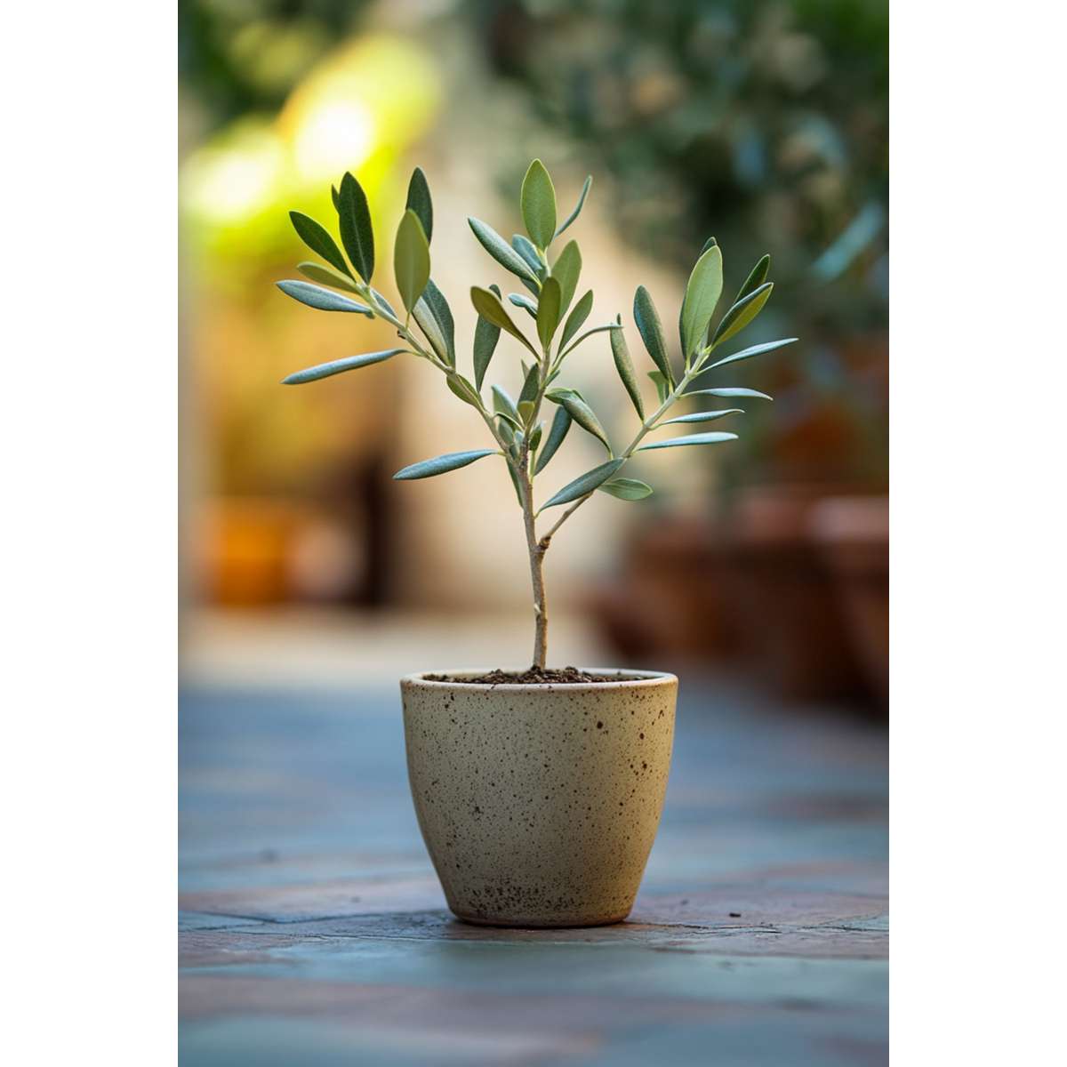 Florastore Olivenbaum - 2 Stk - Olea Europaea - Höhe 25-40Cm - ⌀9Cm