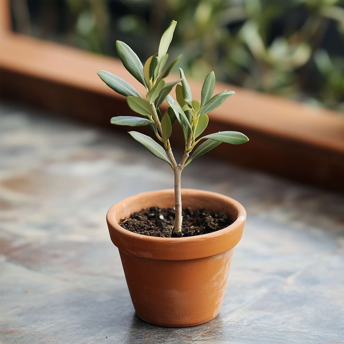 Florastore Olivenbaum - 2 Stk - Olea Europaea - Höhe 25-40Cm - ⌀9Cm