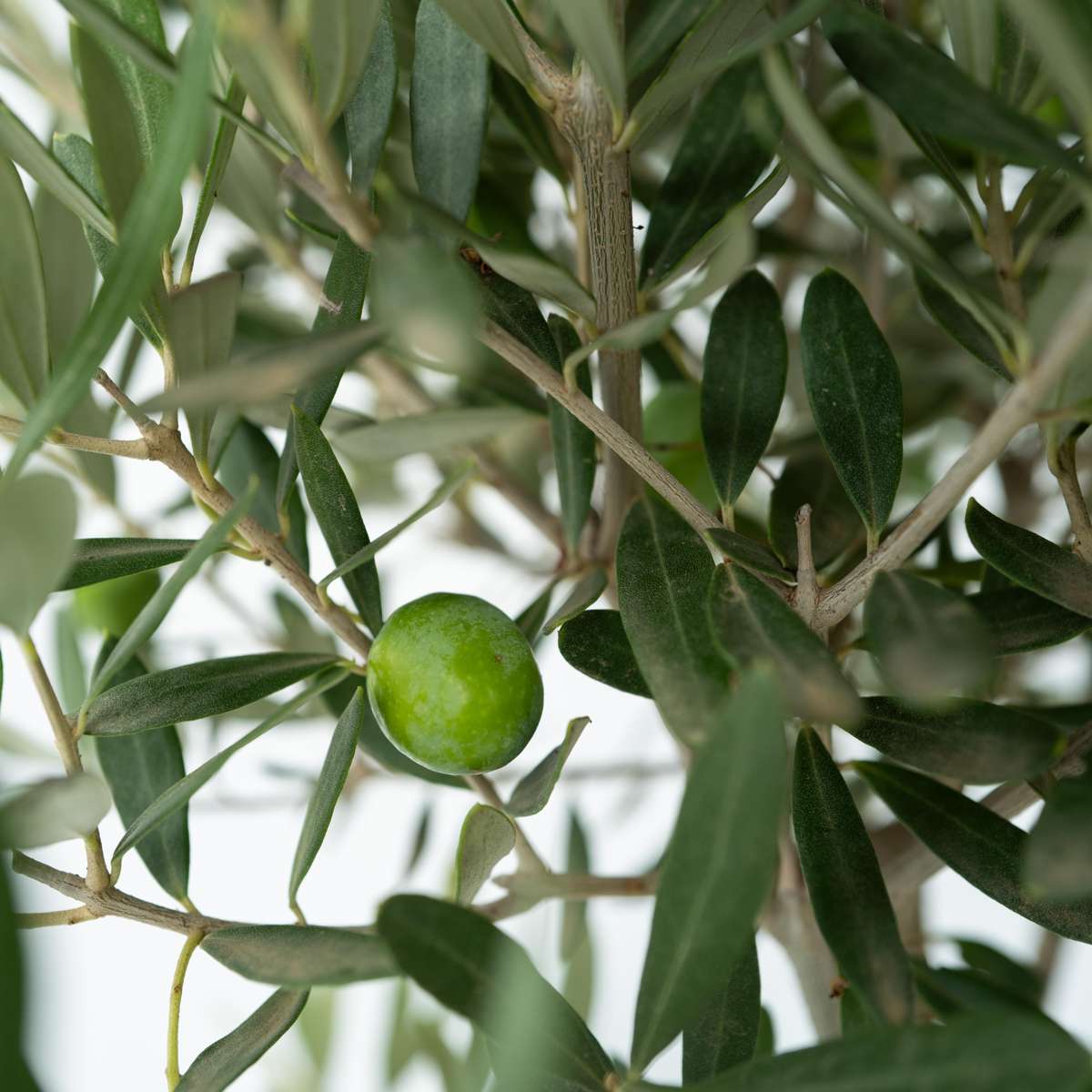 Florastore Olivenbaum - 2 Stk - Olea Europaea - Höhe 25-40Cm - ⌀9Cm