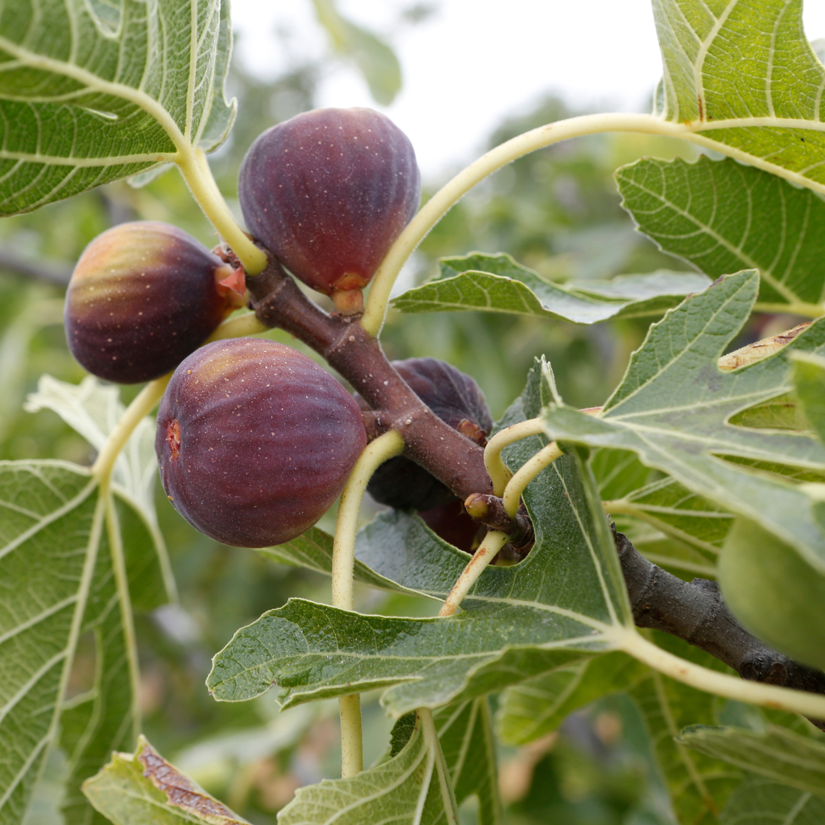 Florastore Feigenbaum - 2 Stk - Ficus Carica 'Brown Turkey' - Höhe 25-40Cm - ⌀9Cm