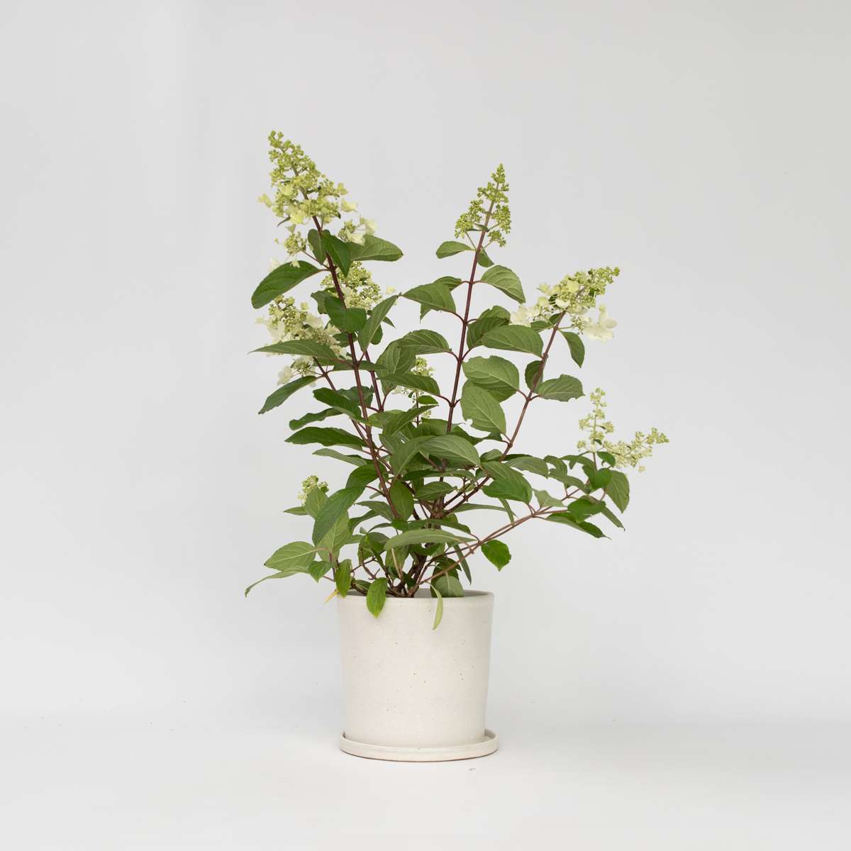 Florastore Hortensie - 4 Stk - Hydrangea Paniculata 'Pinky Winky' - Höhe 25-40Cm - ⌀19Cm