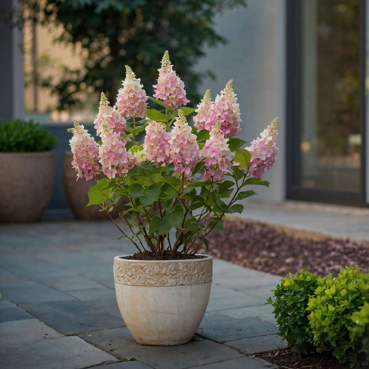 Florastore Hortensie - 4 Stk - Hydrangea Paniculata 'Pinky Winky' - Höhe 25-40Cm - ⌀19Cm