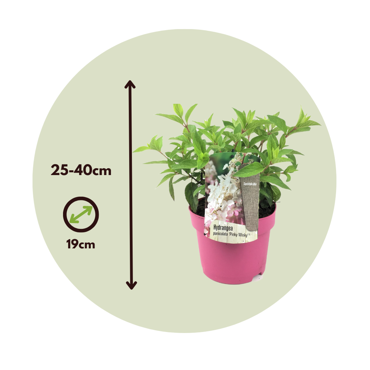 Florastore Hortensie - 4 Stk - Hydrangea Paniculata 'Pinky Winky' - Höhe 25-40Cm - ⌀19Cm