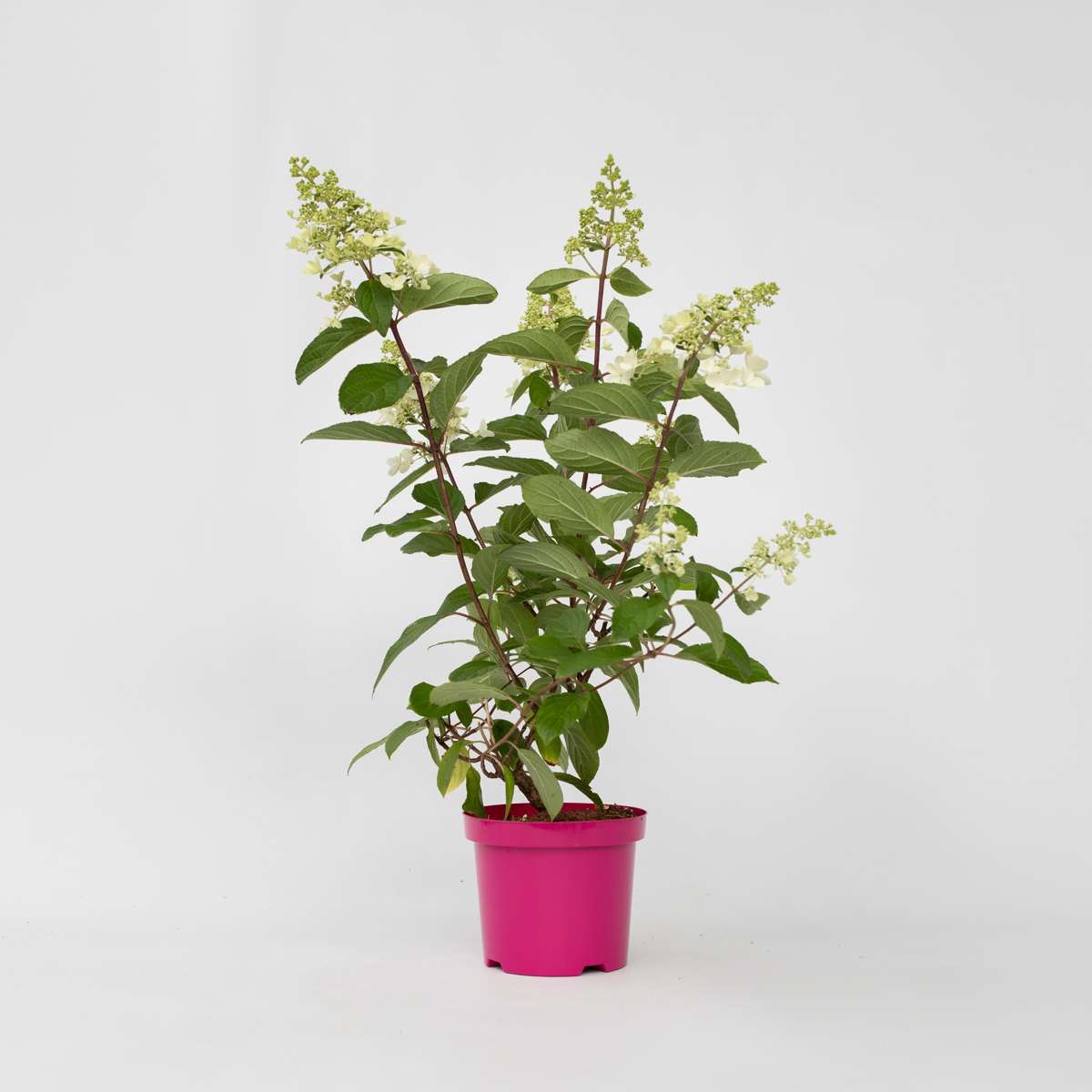 Florastore Hortensie - 4 Stk - Hydrangea Paniculata 'Pinky Winky' - Höhe 25-40Cm - ⌀19Cm