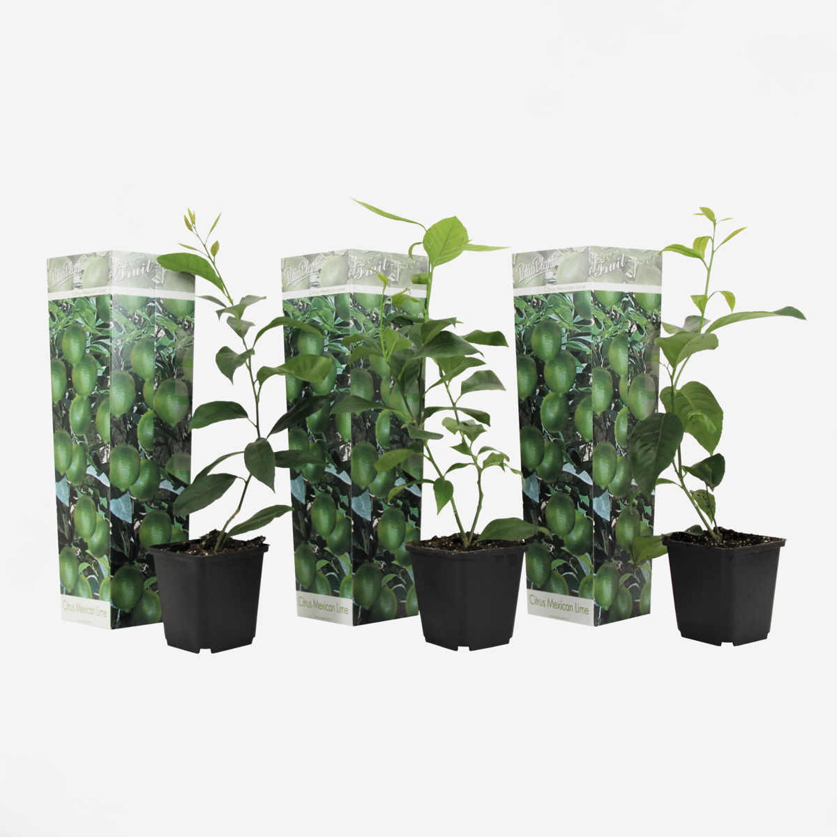 Florastore Limette - 3 Stk - Citrus Aurantifolia - Höhe 25-40Cm - ⌀9Cm