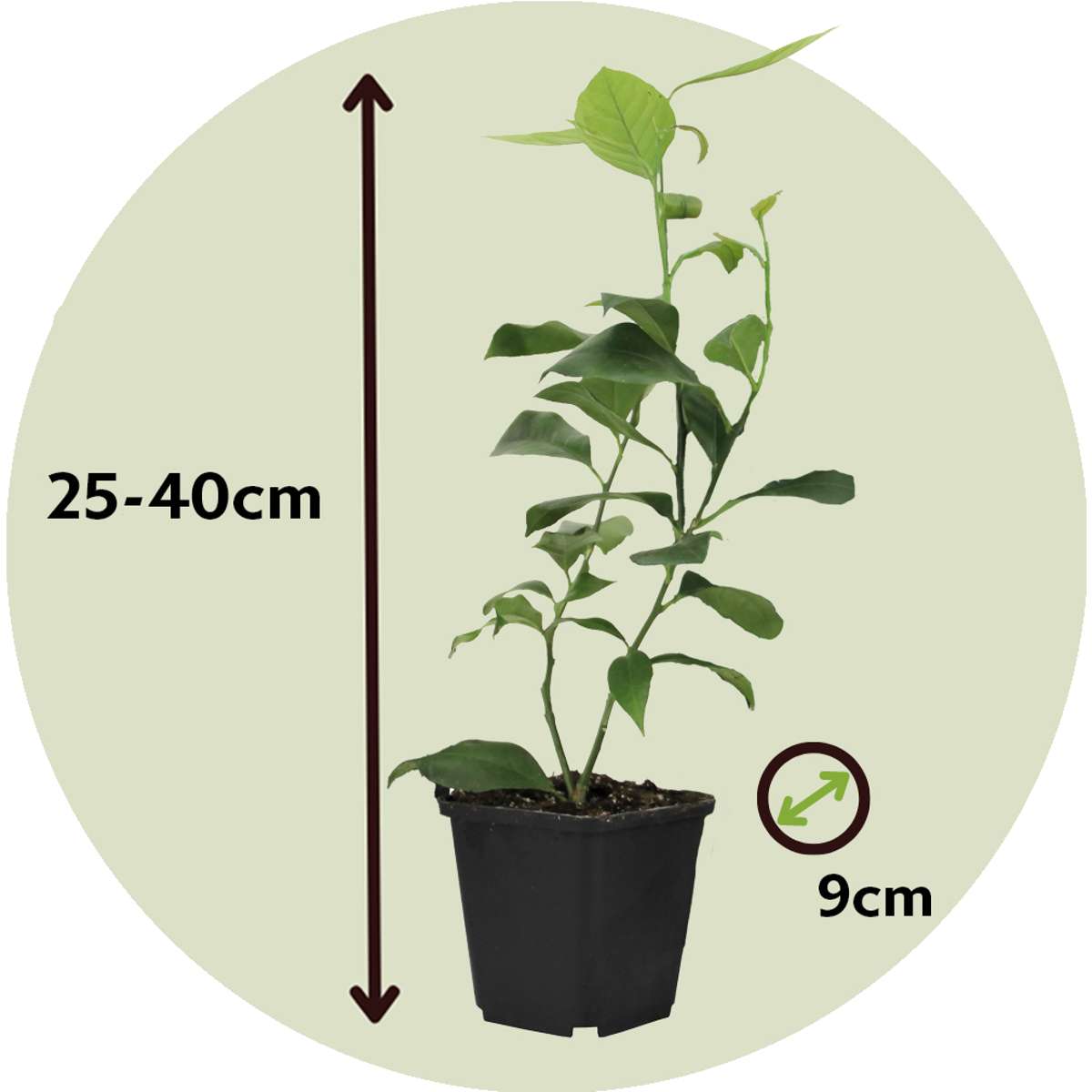 Florastore Limette - 3 Stk - Citrus Aurantifolia - Höhe 25-40Cm - ⌀9Cm