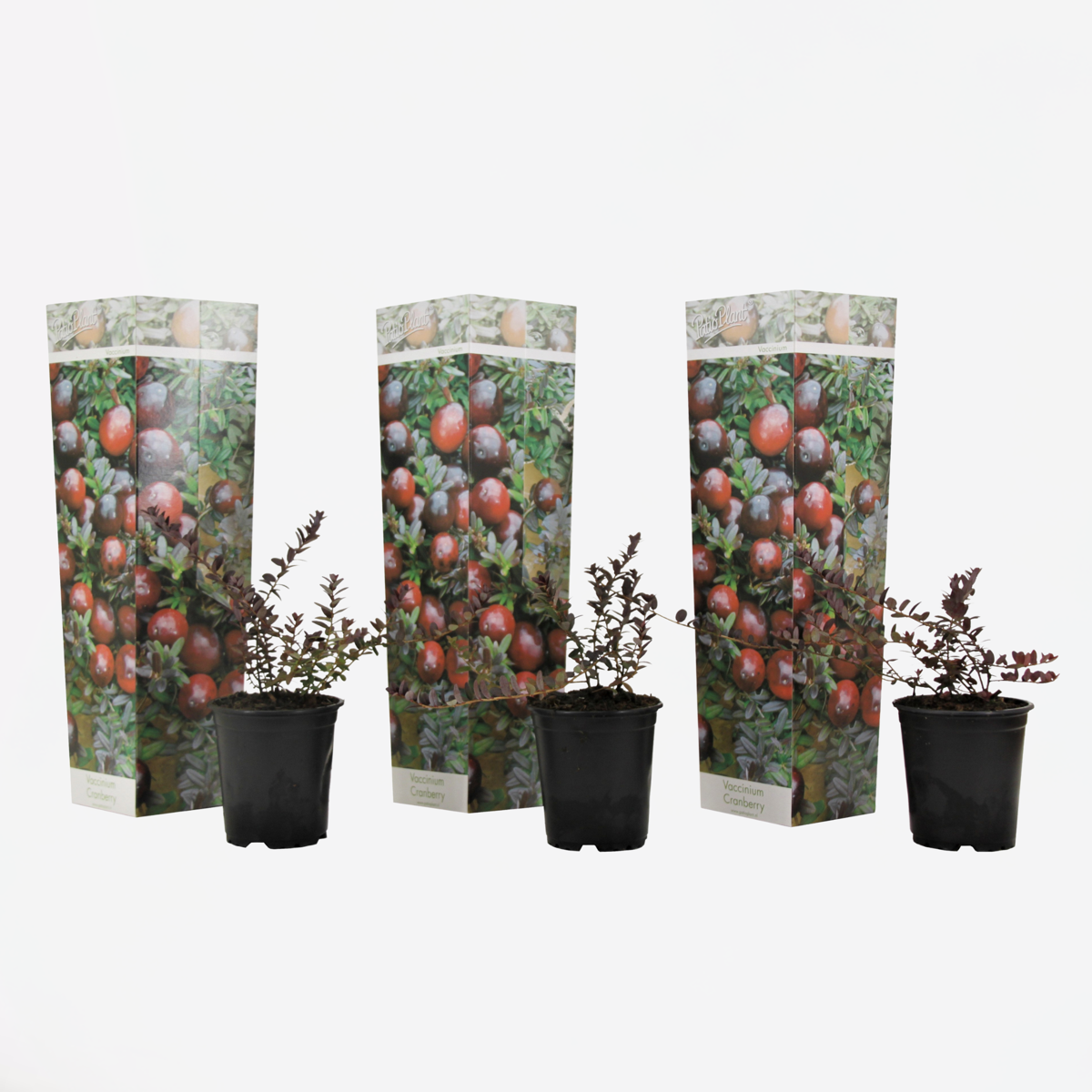 Florastore Preiselbeere - 3 Stk - Vaccinium Macrocarpon 'Cranberry' - Höhe 10-20Cm - ⌀9Cm