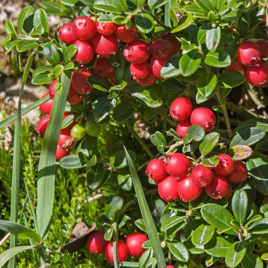 Florastore Preiselbeere - 3 Stk - Vaccinium Macrocarpon 'Cranberry' - Höhe 10-20Cm - ⌀9Cm